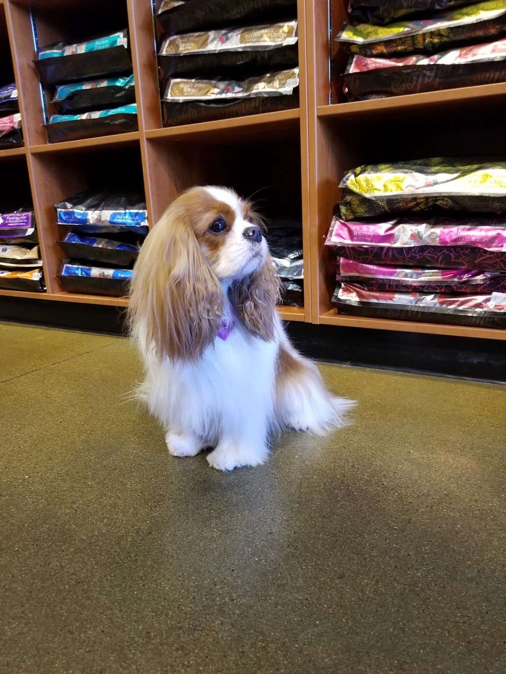 Krisers Natural Pet | 20291 N Rand Rd, Kildeer, IL 60074 | Phone: (847) 550-1705