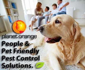 Planet Orange | 434 Park Ave, San Jose, CA 95110, USA | Phone: (408) 963-6868