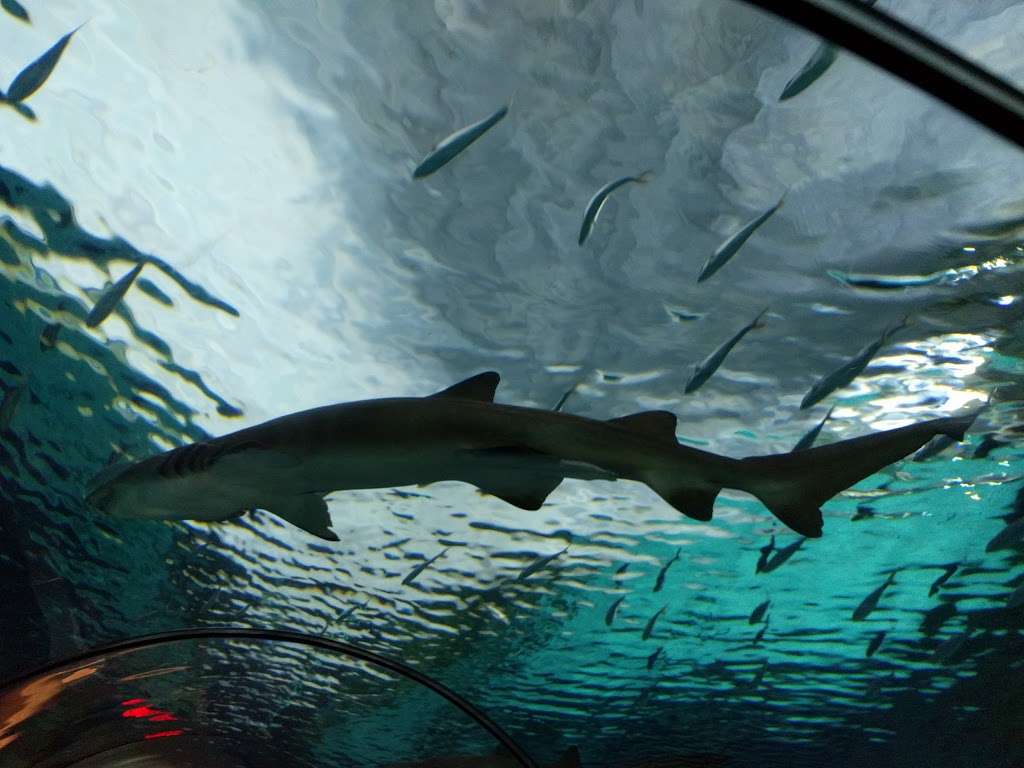 Shark Encounter | San Diego, CA 92109, USA