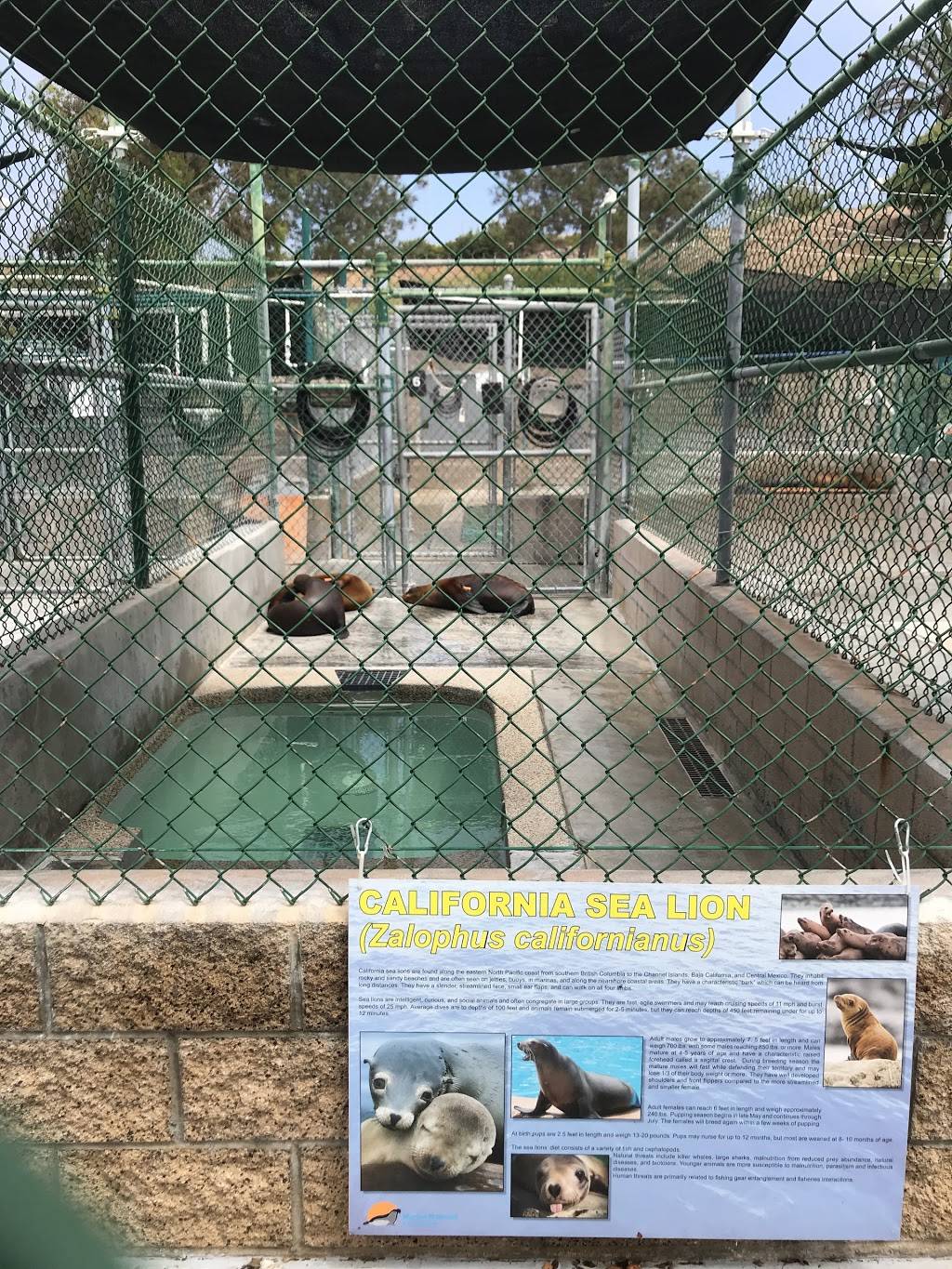 Marine Mammal Care Center | 3601 S Gaffey St, San Pedro, CA 90731 | Phone: (310) 548-5677