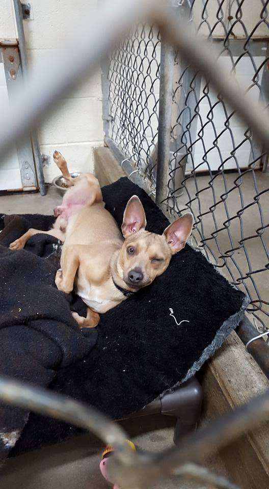 Lincoln Animal Shelter | 25 Wellington Rd, Lincoln, RI 02865, USA | Phone: (401) 333-0950