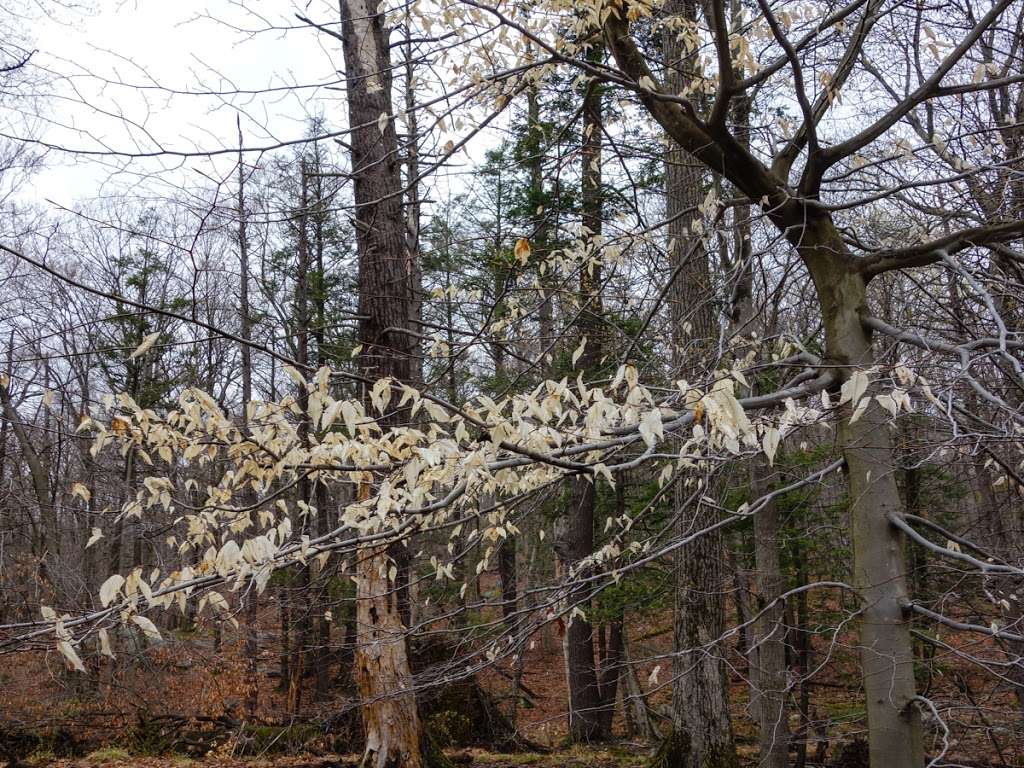 Nurian Trail (white N markers) | Tuxedo, NY 10975, USA