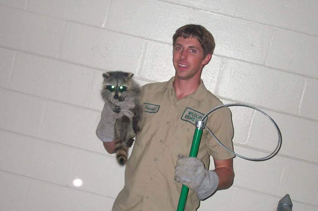 Humane Raccoon Removal Raleigh | 3822 Airport Rd, Morrisville, NC 27560, USA | Phone: (919) 415-0615