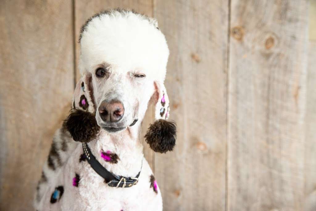 So Fetch! Grooming with STYLE! | 7565 Norman Rockwell Ln, Las Vegas, NV 89143, USA | Phone: (702) 445-6888