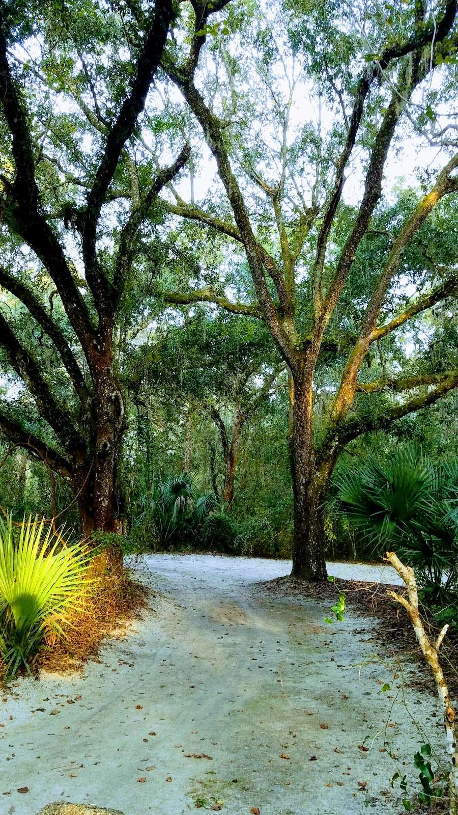 Lake Ashby Park | 4150 Boy Scout Camp Rd, New Smyrna Beach, FL 32168, USA | Phone: (386) 428-4589