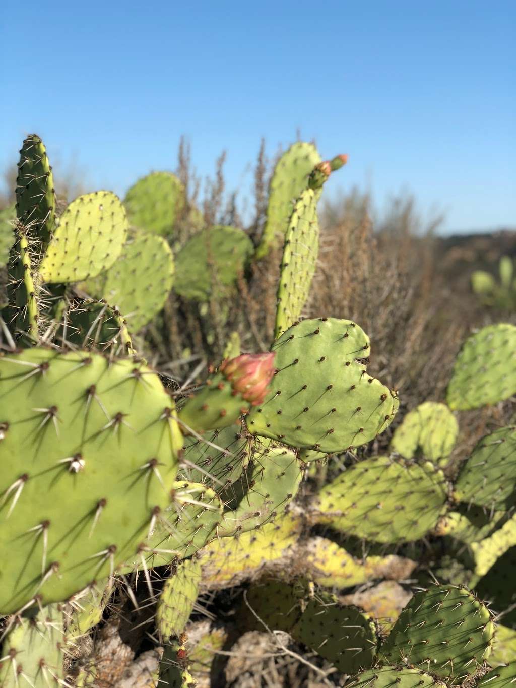 Laguna Coast Wilderness Park Nix Nature Center | 18751 Laguna Canyon Rd, Laguna Beach, CA 92651, USA | Phone: (949) 923-2235