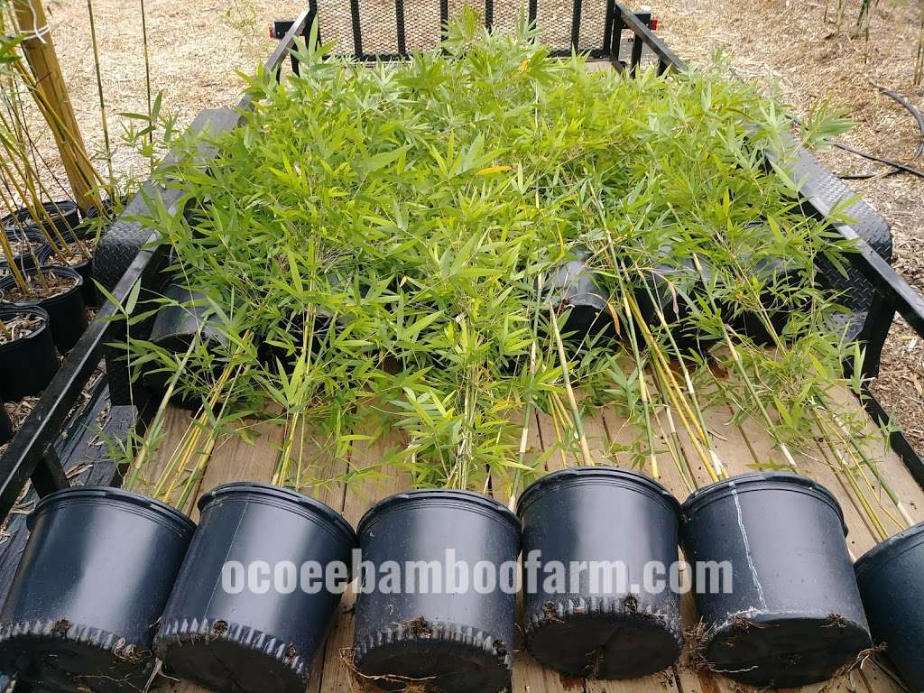 Ocoee bamboo Farm | 815 Pine St, Ocoee, FL 34761, USA | Phone: (407) 777-4807