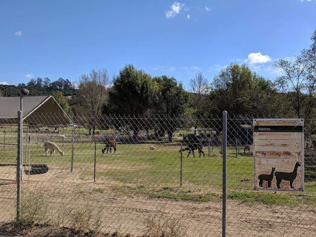 Alpacas at Windy Hill | 7660 Bradley Rd, Somis, CA 93066, USA | Phone: (805) 907-5162