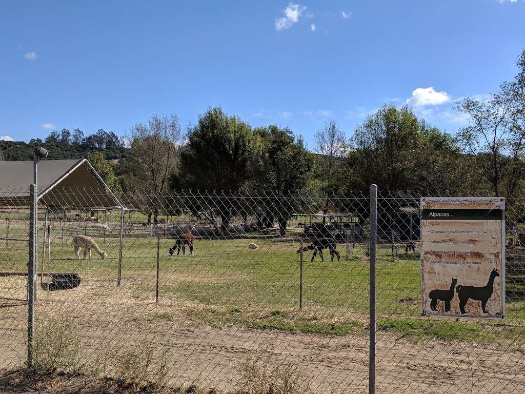 Alpacas at Windy Hill | 7660 Bradley Rd, Somis, CA 93066 | Phone: (805) 907-5162