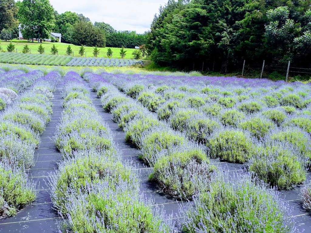 Lavender Farm | 188 Meek Rd, Gastonia, NC 28056, USA