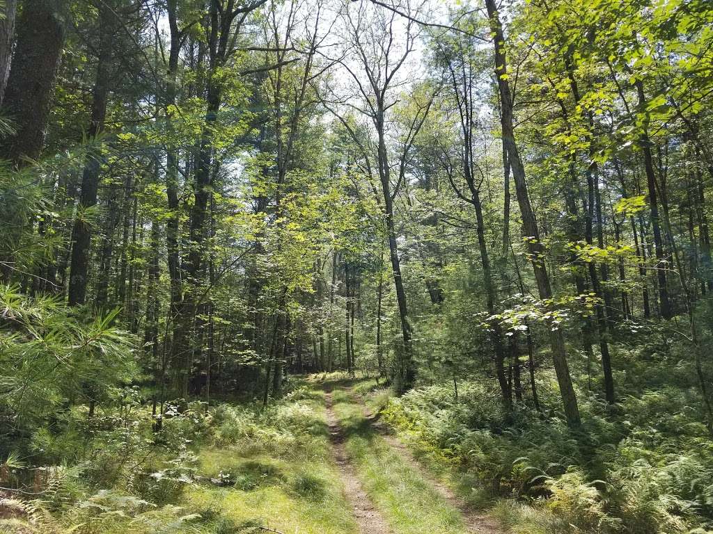 Willowdale State Forest | Linebrook Rd, Ipswich, MA 01938, USA | Phone: (978) 887-5931