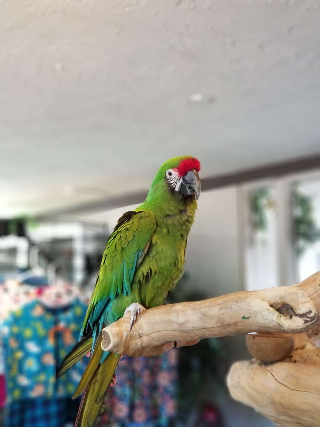 Parrot Tracks Exotic Bird Store | 410 E Main St, Chesterfield, IN 46017, USA | Phone: (765) 387-0373