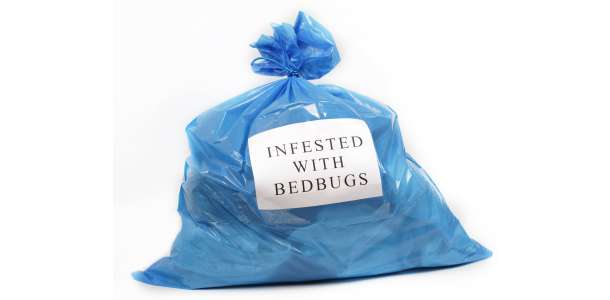 Manhattan Bed Bugs Company | 451 Olmstead Ave, Bronx, NY 10473, USA | Phone: (347) 343-5746