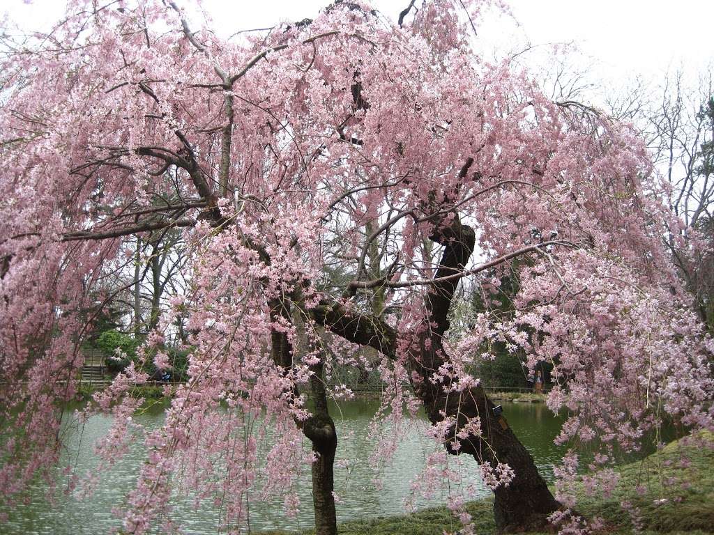 Japanese Hill-and-Pond Garden | 990 Washington Ave, Brooklyn, NY 11225, USA | Phone: (718) 623-7200