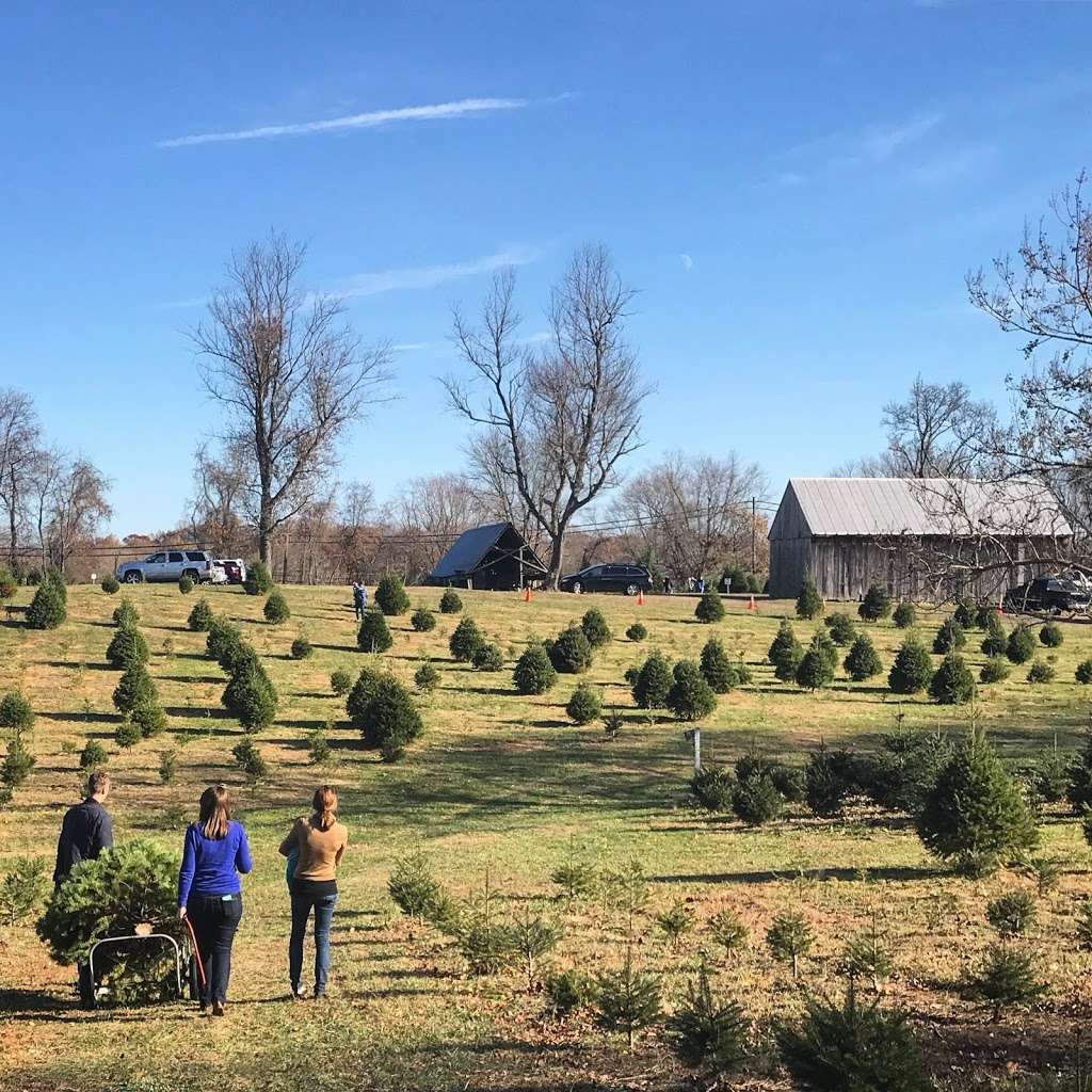 Friendship Trees & Christmas Shop | 6950 Old Solomons Island Rd, Friendship, MD 20758 | Phone: (301) 855-5756