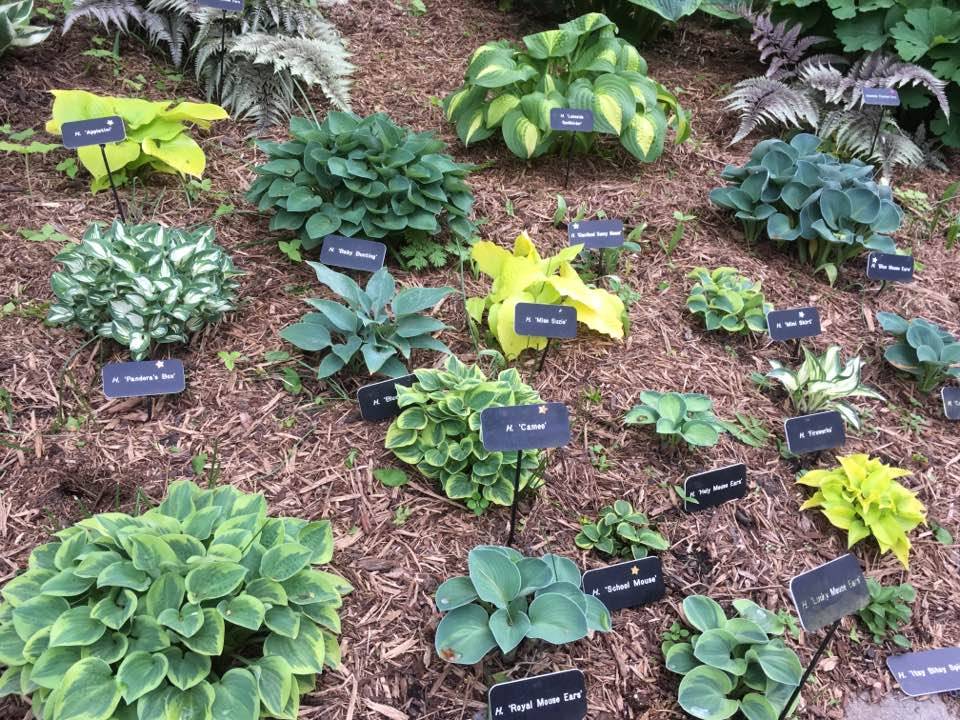 Hosta Garden Companions | 1809 Waunona Way, Madison, WI 53713, USA | Phone: (608) 772-2791