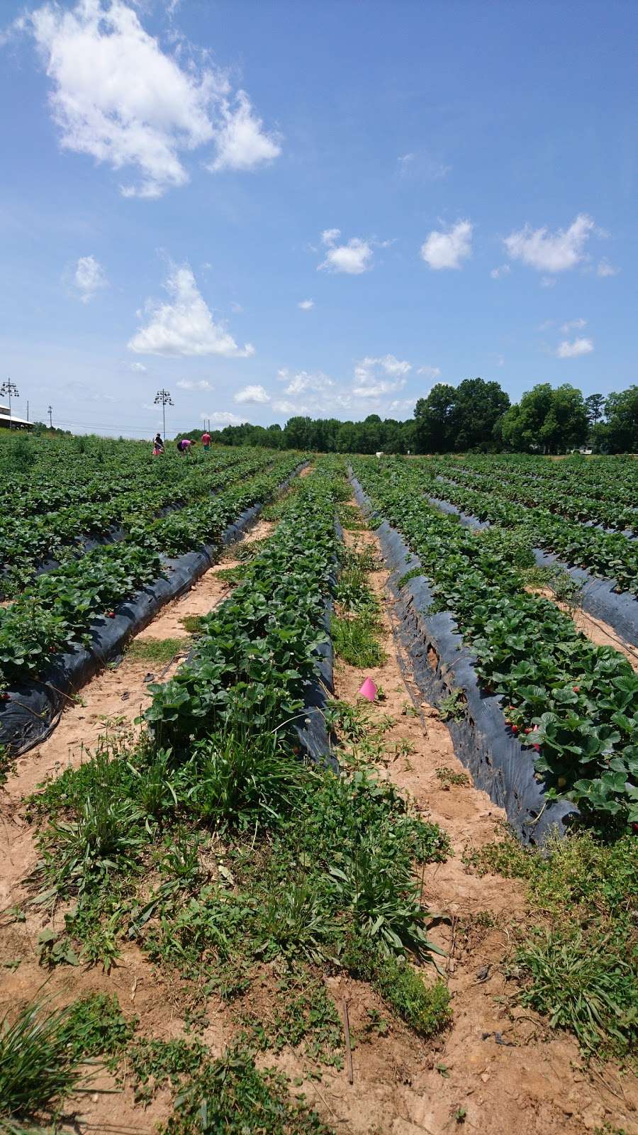 Bush-N-Vine Farm | 1650 Filbert Hwy, York, SC 29745, USA | Phone: (803) 684-2732