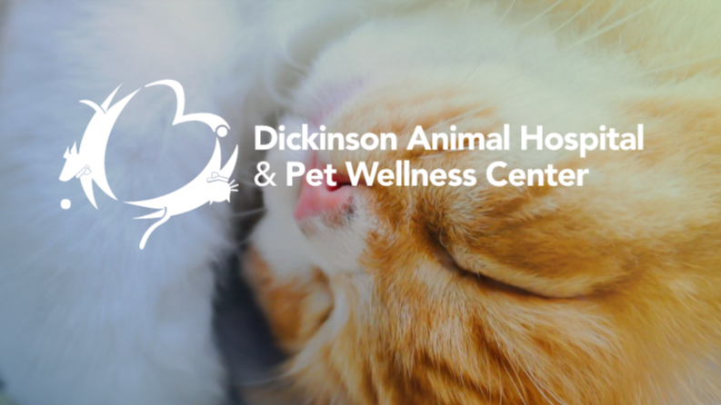 Dickinson Animal Hospital & Pet Wellness Center | 1100 Farm to Market 517 Rd W, Dickinson, TX 77539, USA | Phone: (281) 337-4535