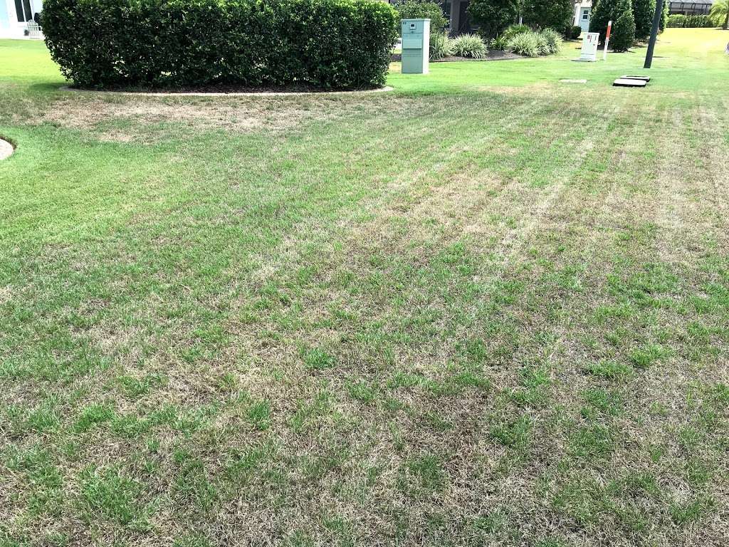 Falcon Lawn & Pest | 3100 NE 37th Pl, Wildwood, FL 34785, USA | Phone: (352) 689-0050
