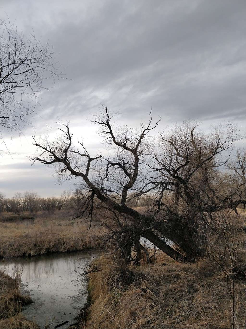 Poudre River Trail - Poudre River Ranch Natural Area | 638 N 71st Ave, Greeley, CO 80634, USA