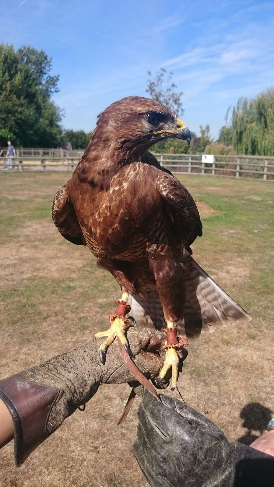 Imperial bird of prey academy | Barleylands Farm park, Barleylands Rd, Billericay CM11 2UD, UK | Phone: 01268 520176