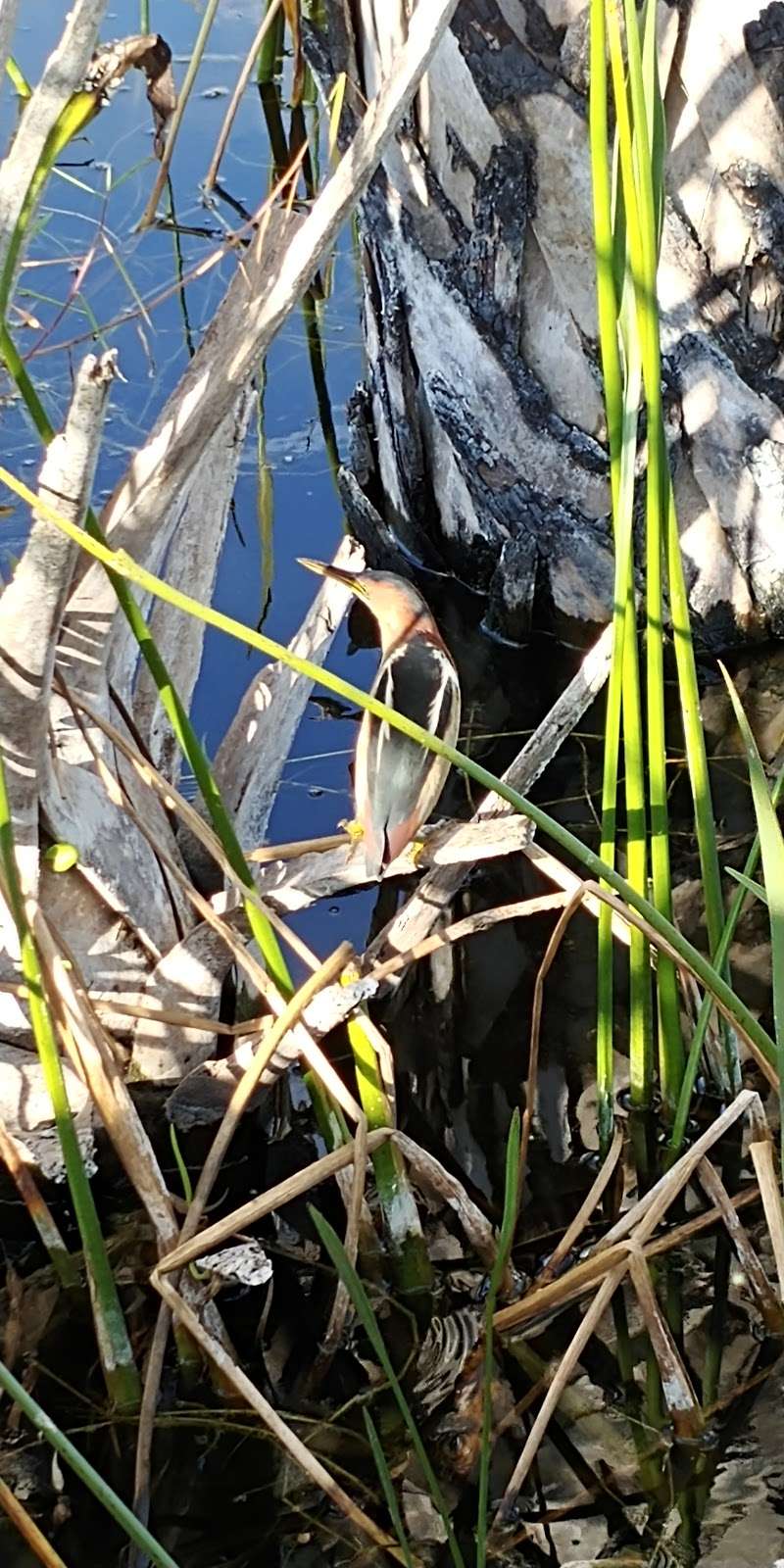 Swamp Donkey Airboat Rides | W Malabar Rd, Melbourne, FL 32904, USA | Phone: (321) 373-2550