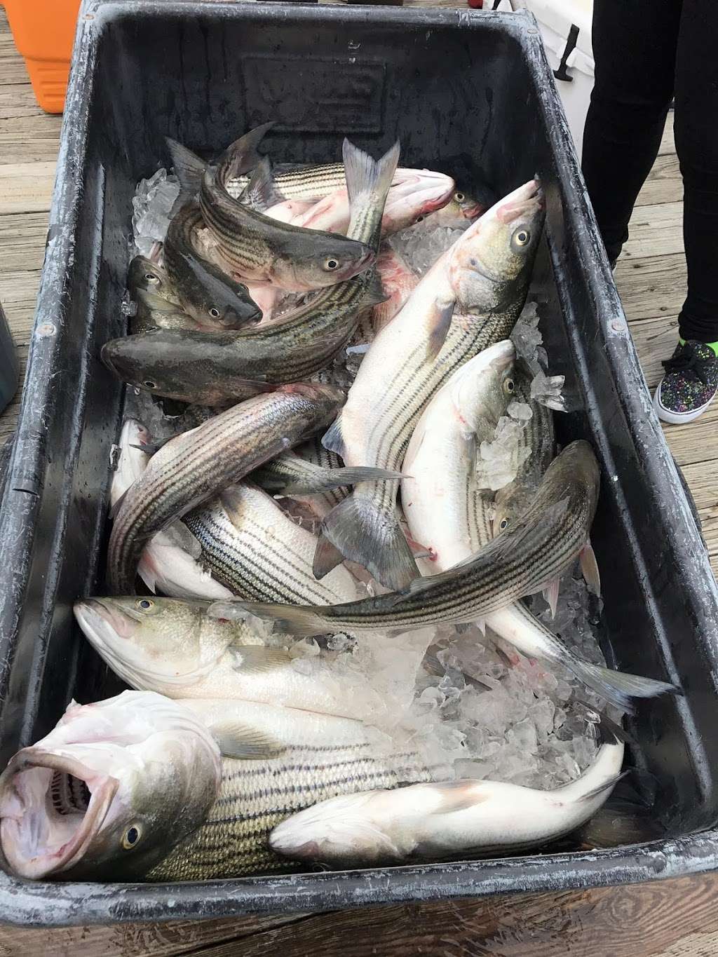 Hook Mash Charter Fishing | 421 Deale Rd, Tracys Landing, MD 20779, USA | Phone: (443) 336-3011