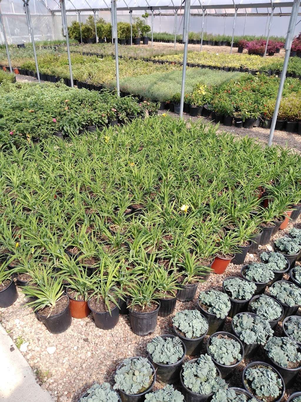 Landmark Nursery | 1100 E Sandy Lake Rd, Coppell, TX 75019, USA | Phone: (972) 471-6300