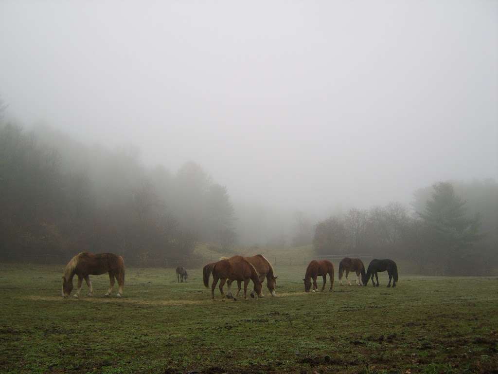 Hélènes Stables | 435 Martins Pond Rd, Groton, MA 01450, USA | Phone: (978) 448-6370