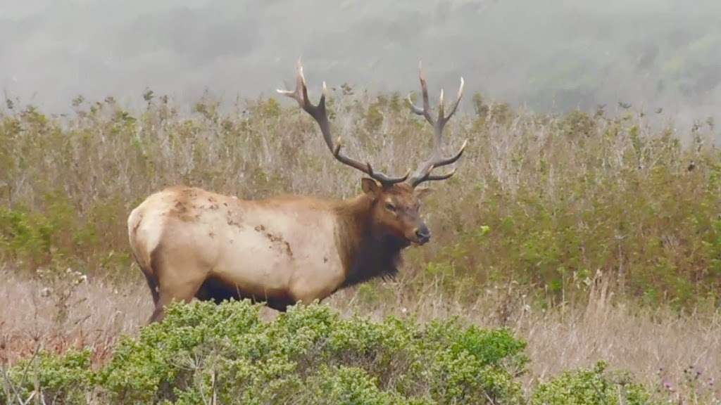 Elk Reserve | Tomales Point Trail, Inverness, CA 94937, USA