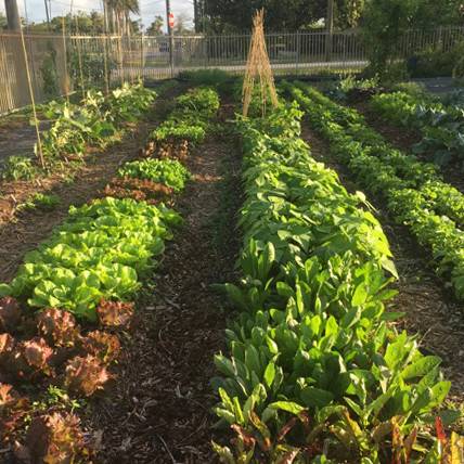 Ready-to-Grow Gardens | 4590 SW 122nd Ave, Miami, FL 33175, USA | Phone: (786) 436-7703