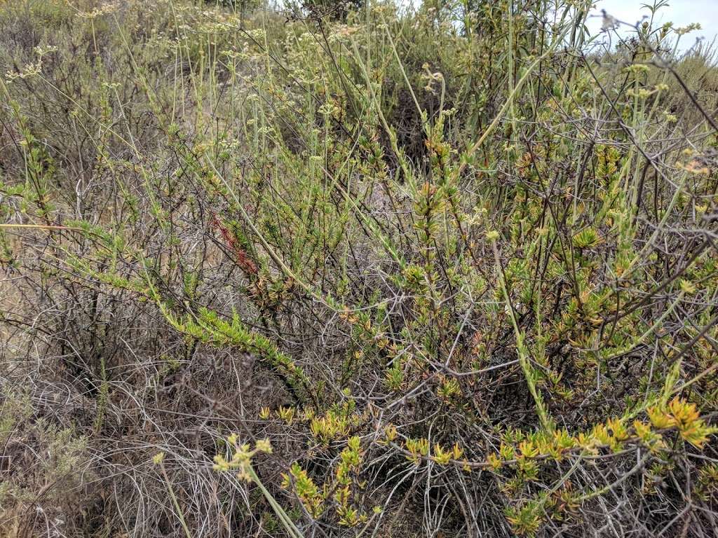 Lopez Canyon trailhead (east) | San Diego, CA 92121, USA