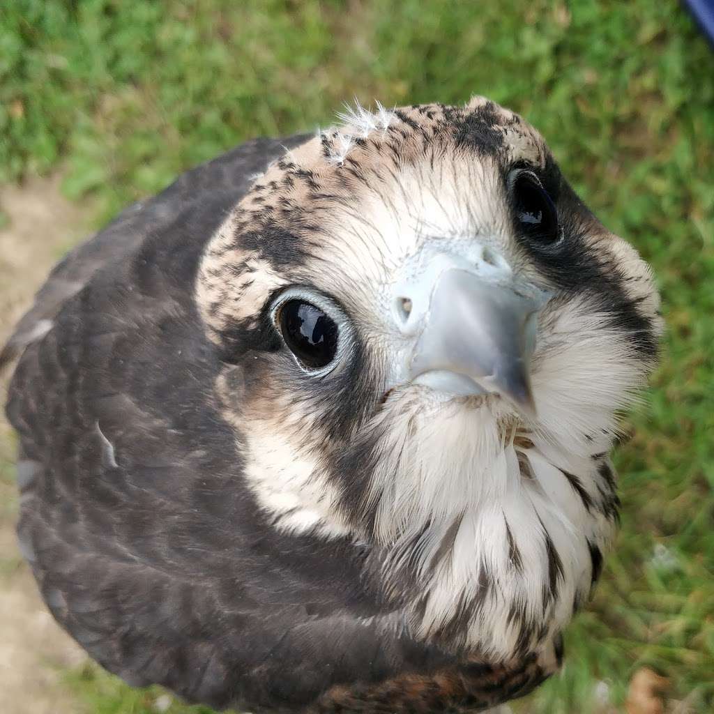 The Raptor Centre | Hobbledown, Horton Ln, Epsom KT19 8PT, UK | Phone: 01892 861175