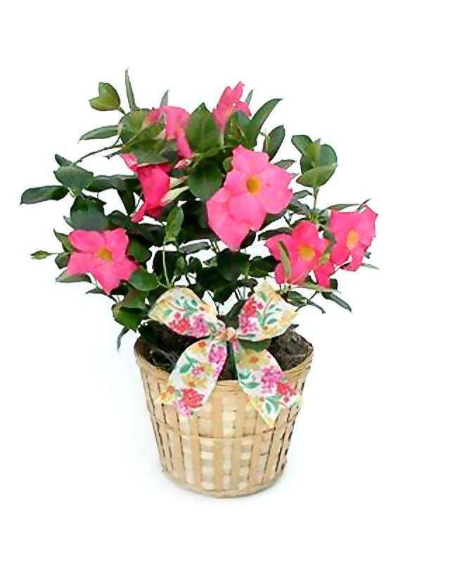 Giving Plants - Flower Gift Plant Delivery | 6088 Corte Del Cedro, Carlsbad, CA 92011, USA | Phone: (888) 320-0631
