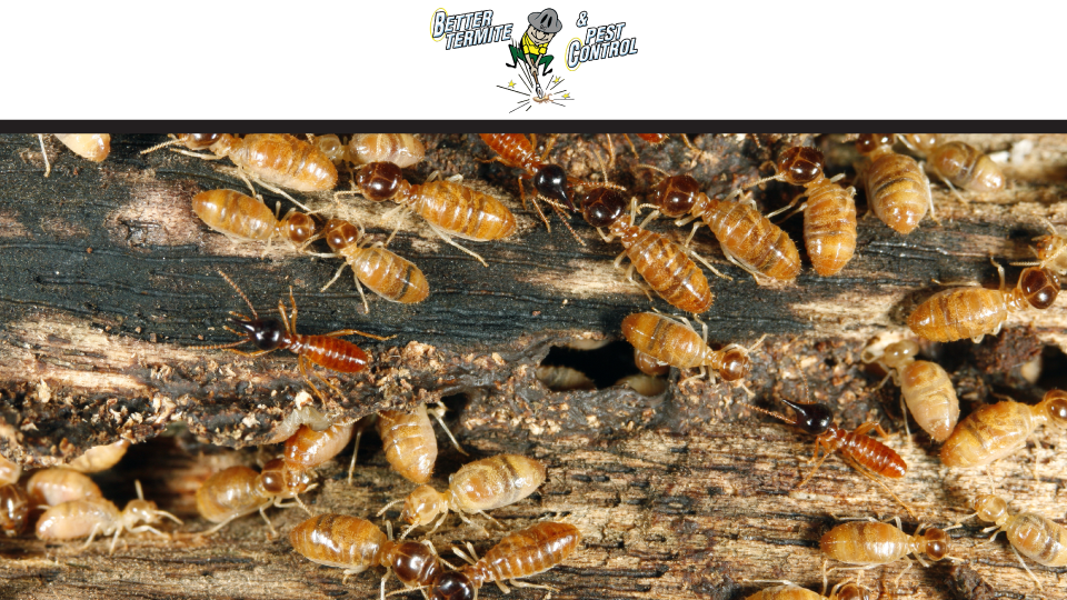 Better Termite & Pest Control | 2647 Duke St, Alexandria, VA 22314, USA | Phone: (703) 683-2000