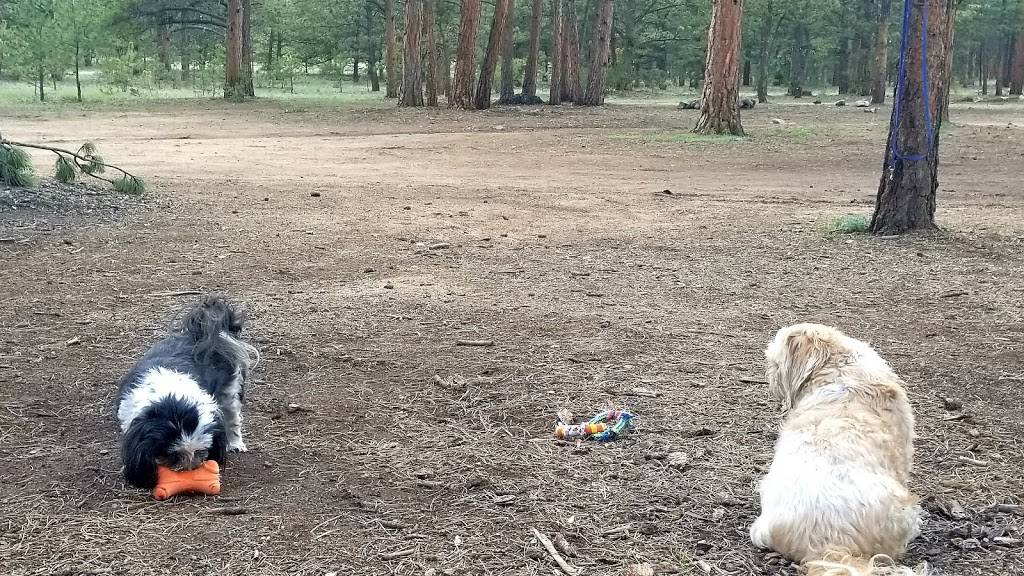 Badger Flats Campsite | Forest Rd 224, Lake George, CO 80827, USA