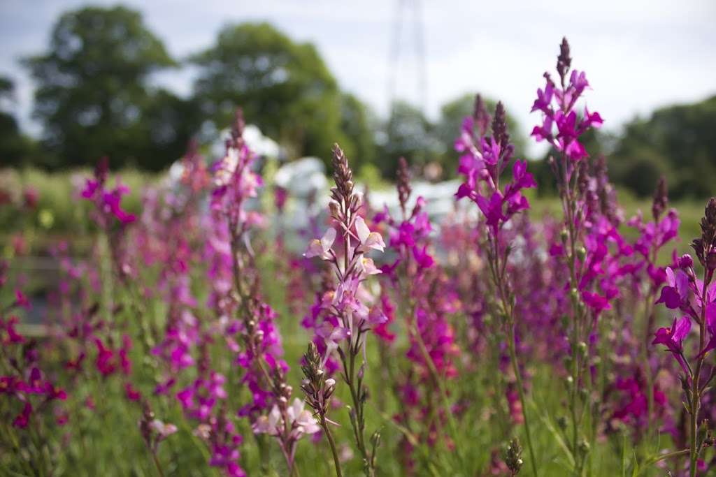 Flowers at Summerhill | Summerhill Farm, Summerhill, Goudhurst TN17 1JU, UK | Phone: 07857 289125