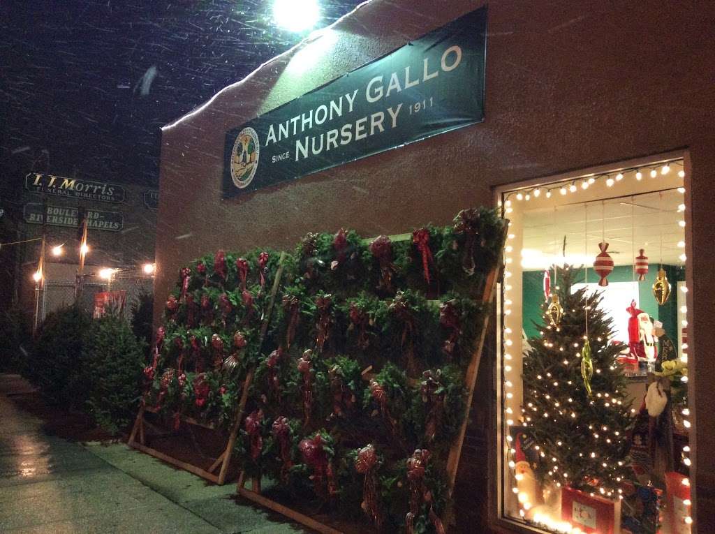 Gallo Christmas Trees | 1909 Flatbush Ave, Brooklyn, NY 11210, USA | Phone: (718) 377-1046