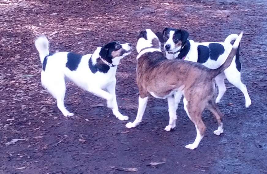 Dog Park at Dacey Community Field | Lincoln Street, Franklin, MA 02038, USA