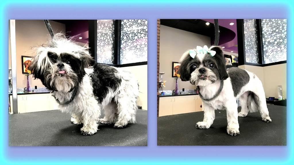 The Hairy Sofa Pet Grooming Boutique | 7730 E 37th St N #100, Wichita, KS 67226, USA | Phone: (316) 866-2990