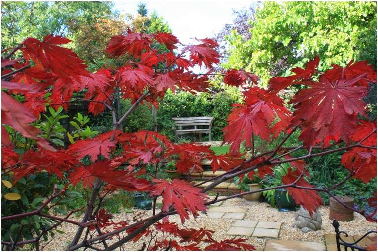 catherine clancy garden design london | 42 Langton Way, London SE3 7TJ, UK | Phone: 07879 661923