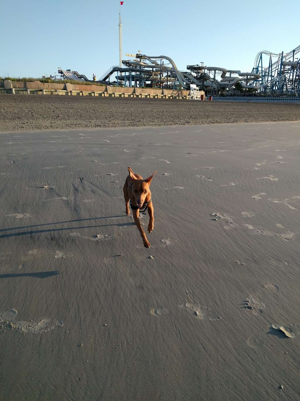 North Wildwood Dog Beach | 2401-2499 Boardwalk, North Wildwood, NJ 08260, USA