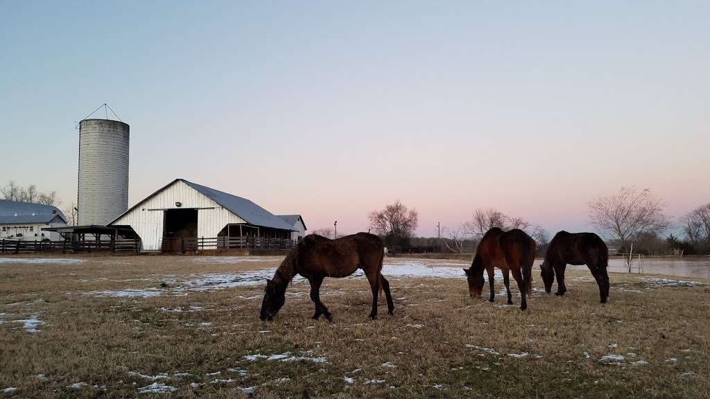 Best of America by Horseback | 17275 Germanna Hwy, Culpeper, VA 22701 | Phone: (540) 829-9555