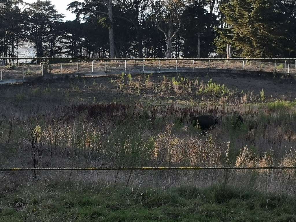 Bison Paddock | San Francisco, CA 94121, USA