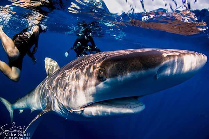 Florida Shark Diving | 1095 Florida A1A, Jupiter, FL 33477, USA | Phone: (305) 395-9140