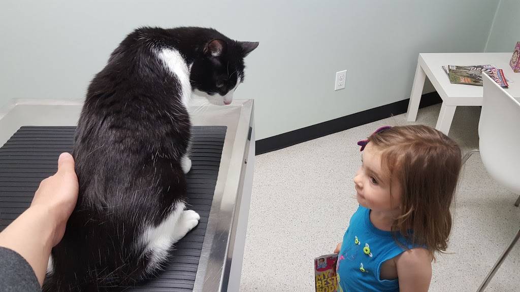 Mt. Scott Animal Clinic | 8401 SE Ellis St, Portland, OR 97266, USA | Phone: (503) 777-3919