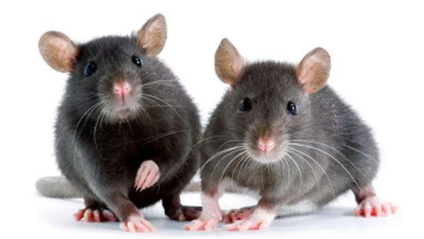 Nu Way Pest Control | 7126 Eckhert Rd Ste 1, San Antonio, TX 78238, USA | Phone: (210) 520-0500