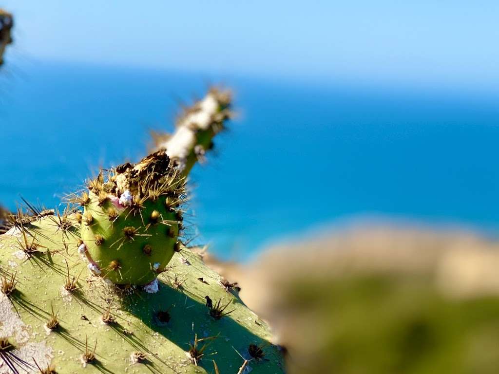 Torrey Pines State Reserve | 12600 N Torrey Pines Rd, La Jolla, CA 92037, USA | Phone: (858) 755-2063