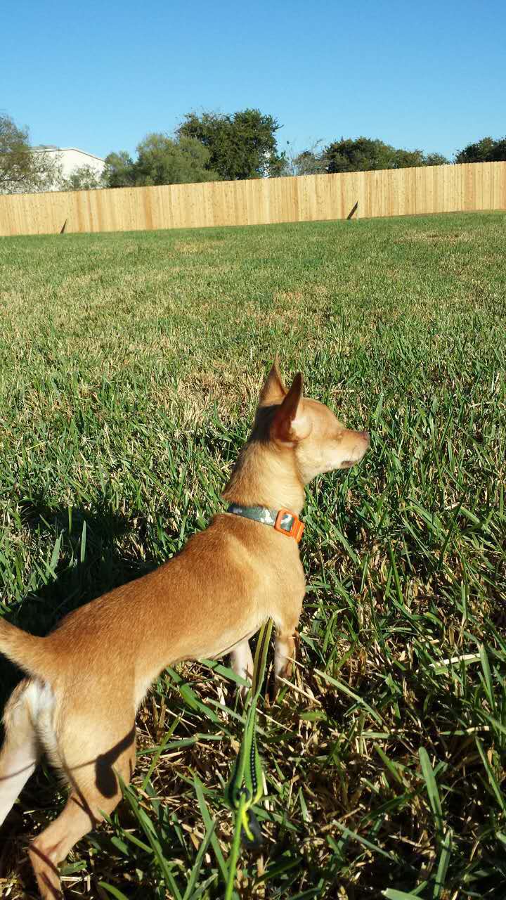 Ruff Ruff Paradise Pet Care & More | 13389 Murphy Rd, Stafford, TX 77477, USA | Phone: (832) 987-1881