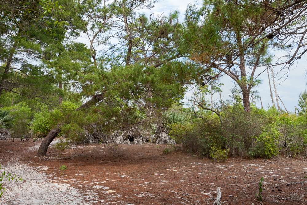 Seabranch Preserve State Park | 6093 SE Dixie Hwy, Stuart, FL 34997, USA | Phone: (772) 219-1880